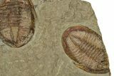 Wide Cluster Of Six Large Asaphid Trilobites - Antennae Preserved #359411-4